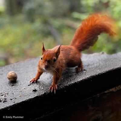 Red squirrel approaching a child's outstretched hand with a walnut at a woodland bird hide on the Isle of Wight