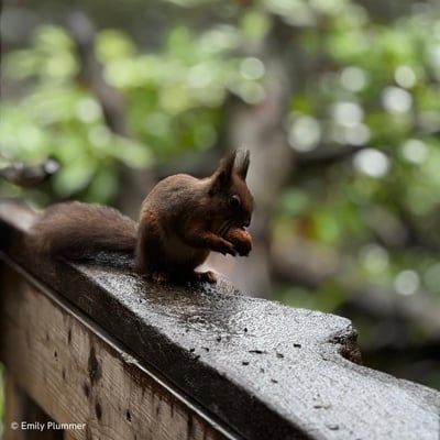 Red squirrel eating a walnut near a woodland bird hide