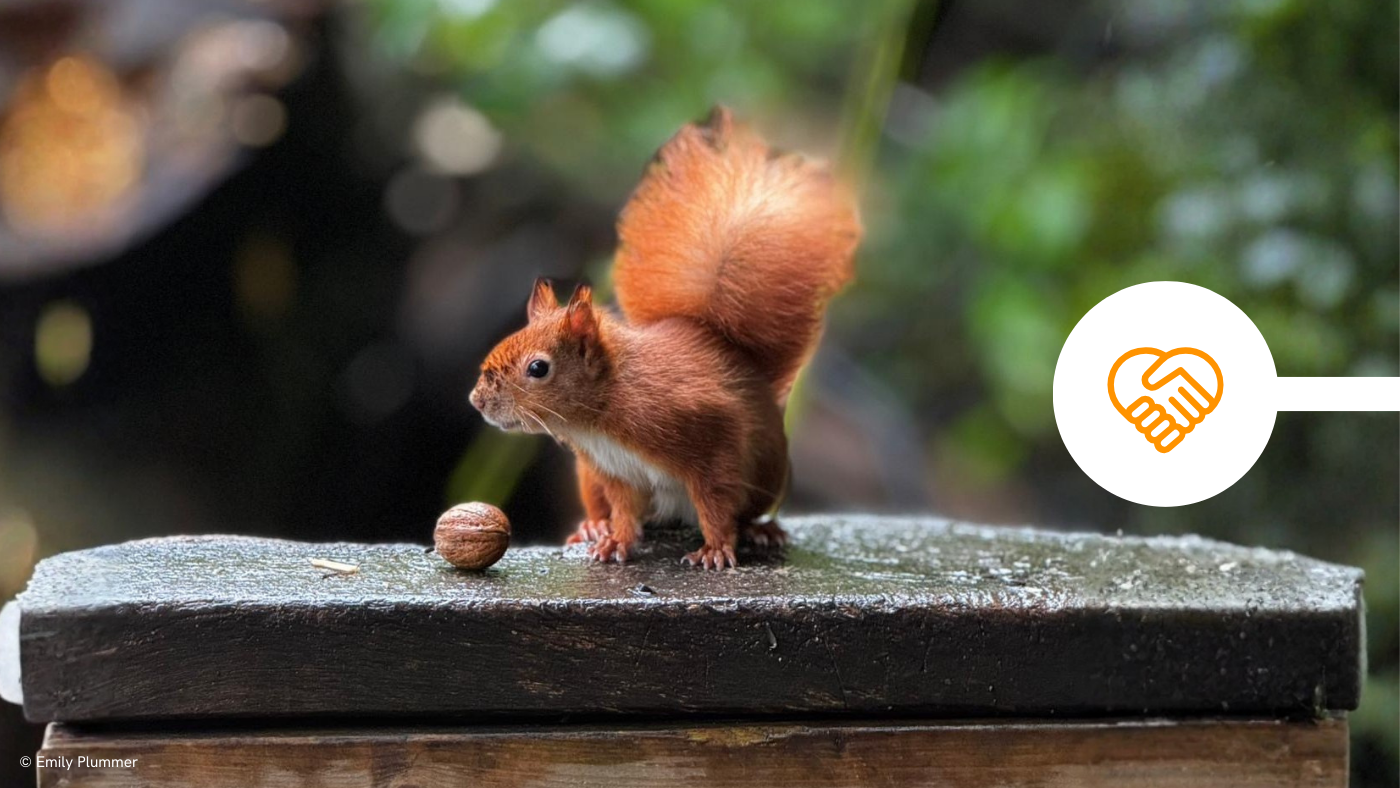 Squirrel with a nut